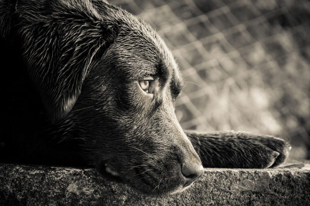 狗狗走路歪飼主須要多留意