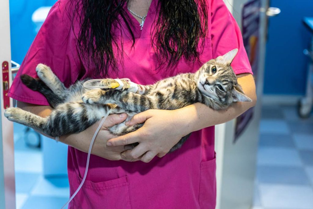 貓咪乳腺瘤