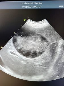 狗狗的膽囊黏液囊腫