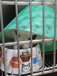 狗狗的膽囊黏液囊腫