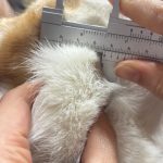 犬淋巴瘤