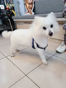 狗狗的膽囊黏液囊腫