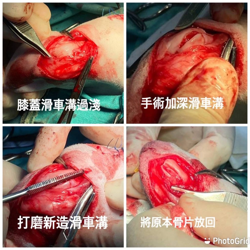 狗狗縮腳治療案例1
