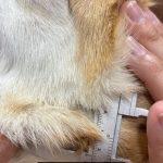 犬淋巴瘤