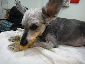 狗狗腎臟病