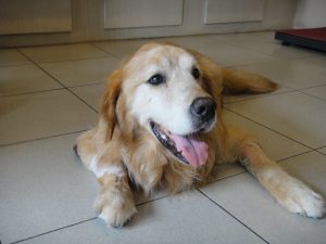 狗狗腎臟病