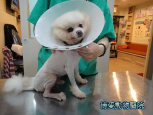 狗骨折
