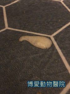 狗狗嘔吐