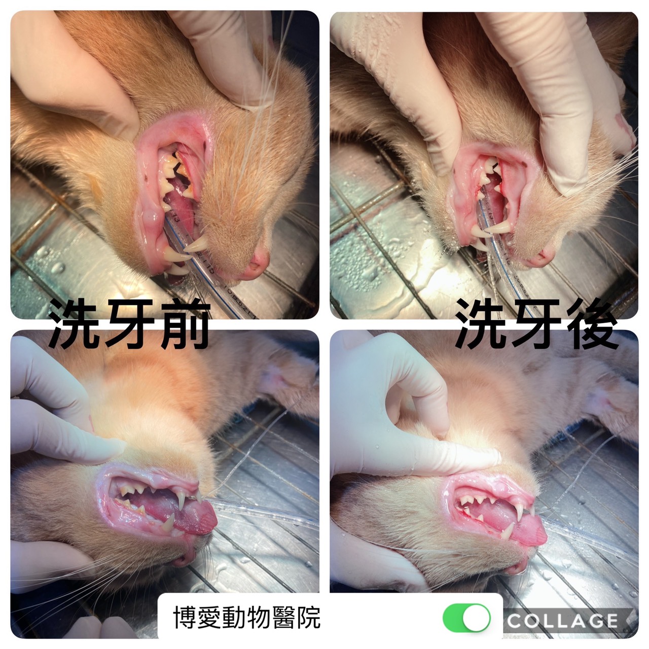 寵物洗牙