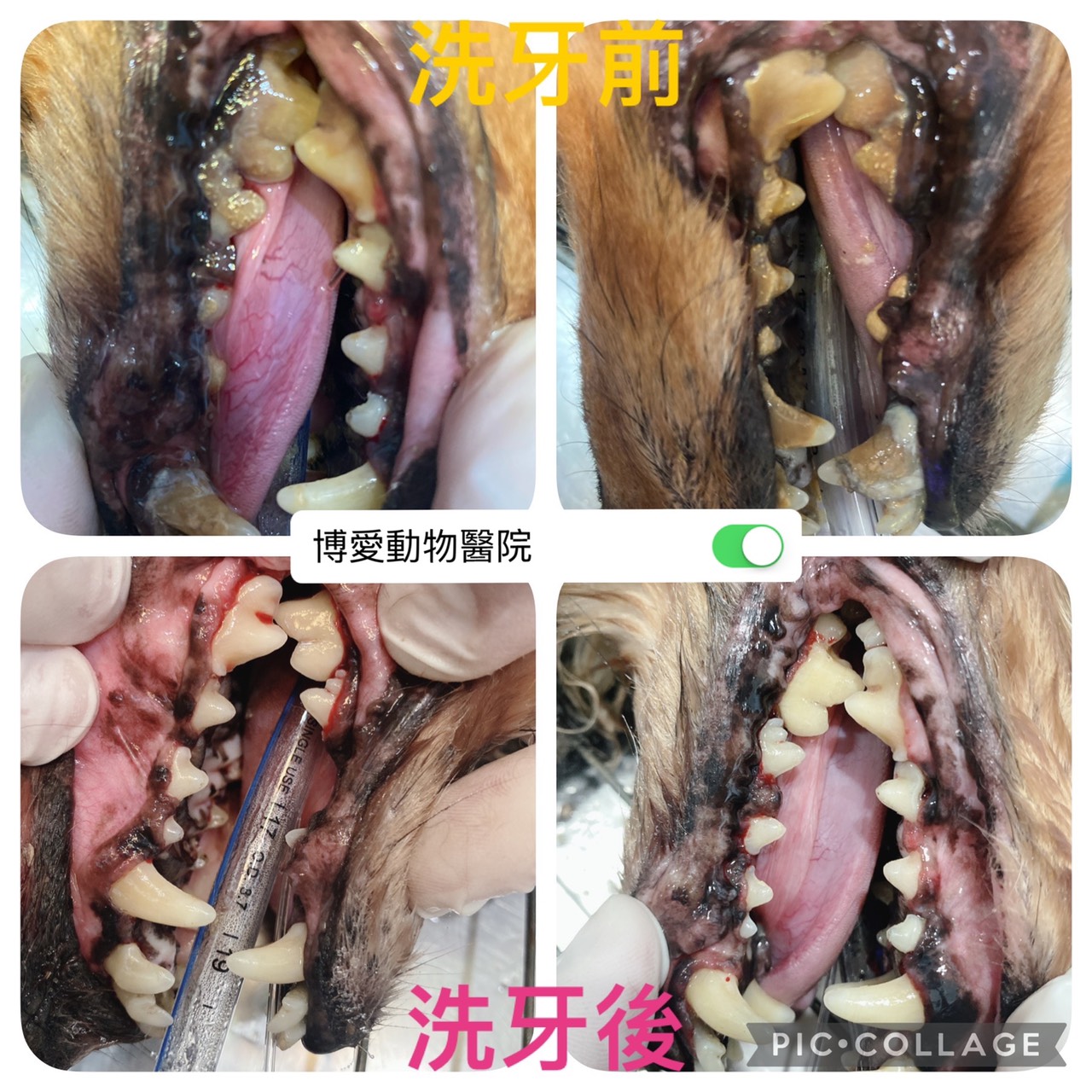 寵物洗牙