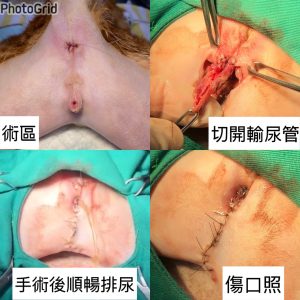 公貓血尿手術
