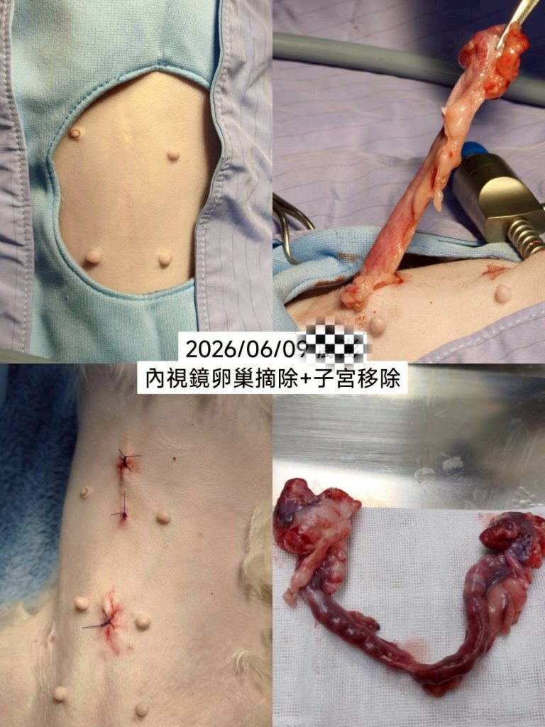 母狗腹腔鏡微創絕育手術方式跟恢復時間