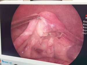 母狗腹腔鏡微創絕育手術方式跟恢復時間