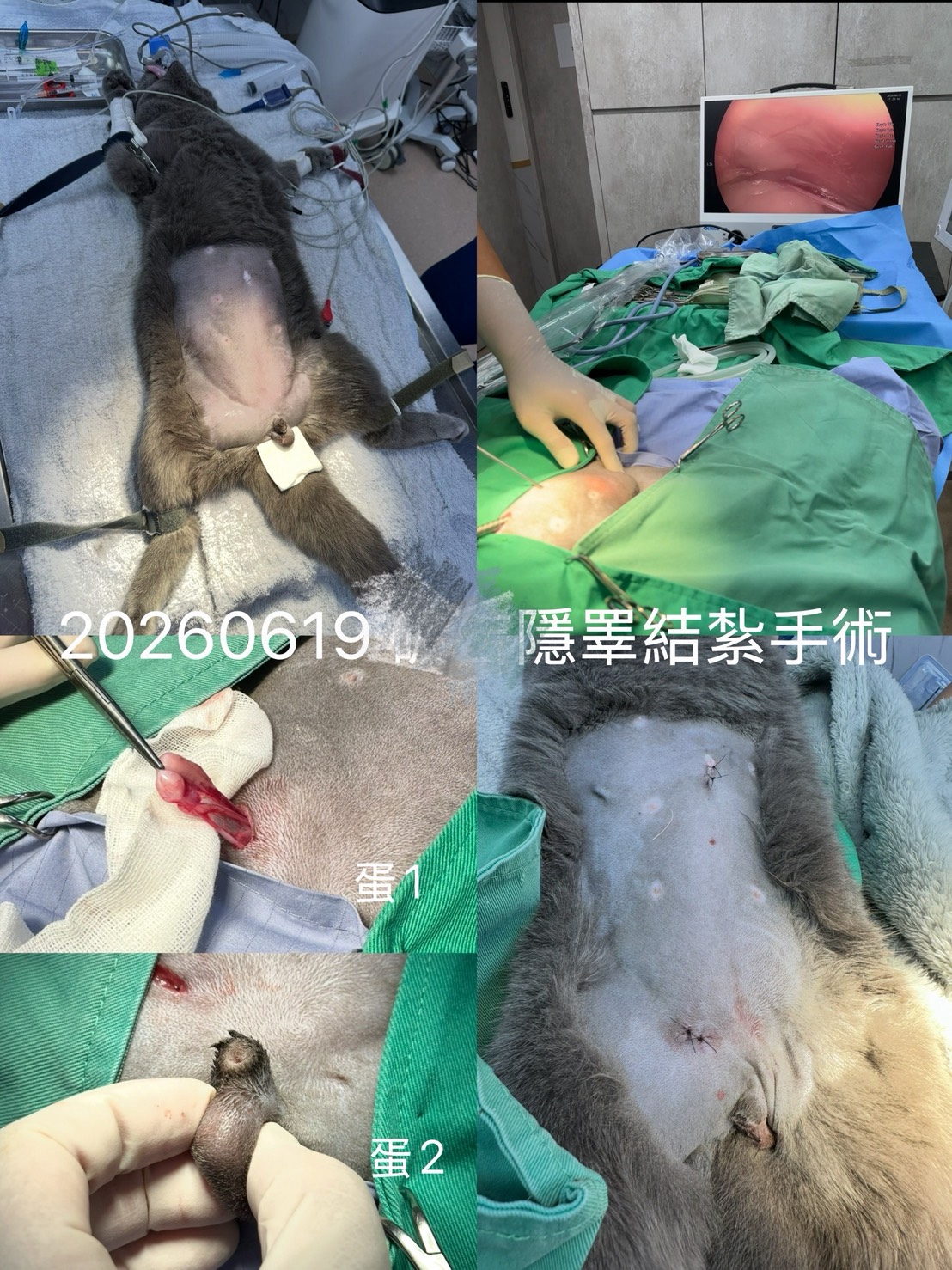 狗狗內視鏡隱睪拆除什麼是「鼠蹊環內隱睪」