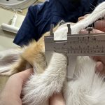 犬淋巴瘤