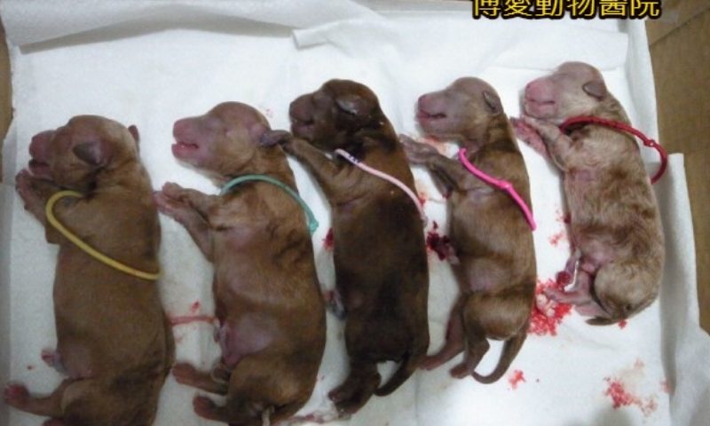 寵物剖腹產