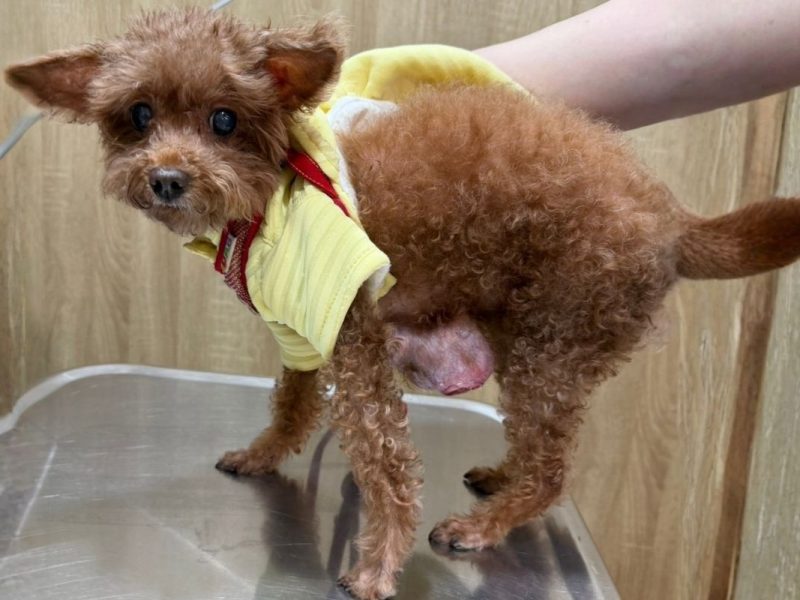 子宮蓄膿跟乳腺腫瘤