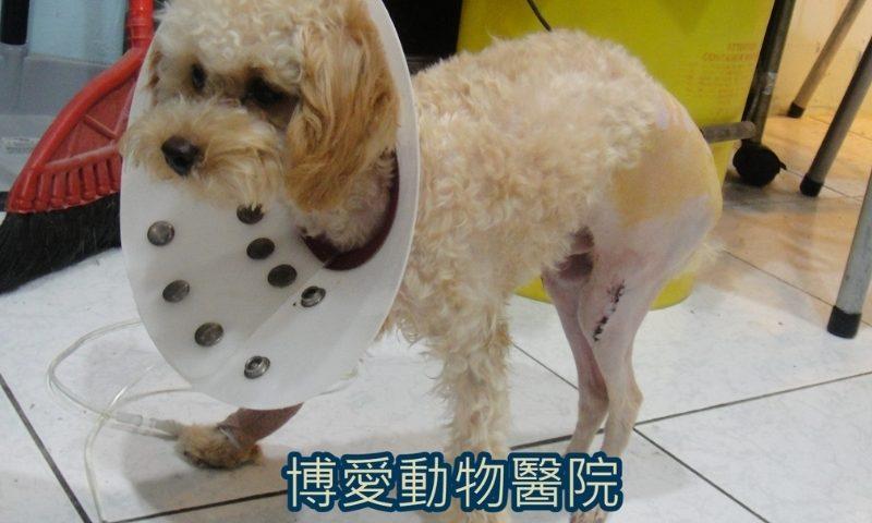 寵物膝蓋骨異位