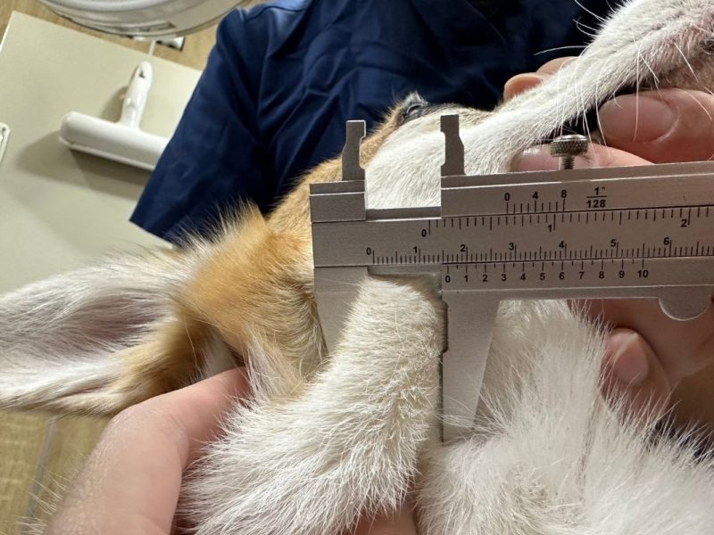 犬淋巴瘤banner