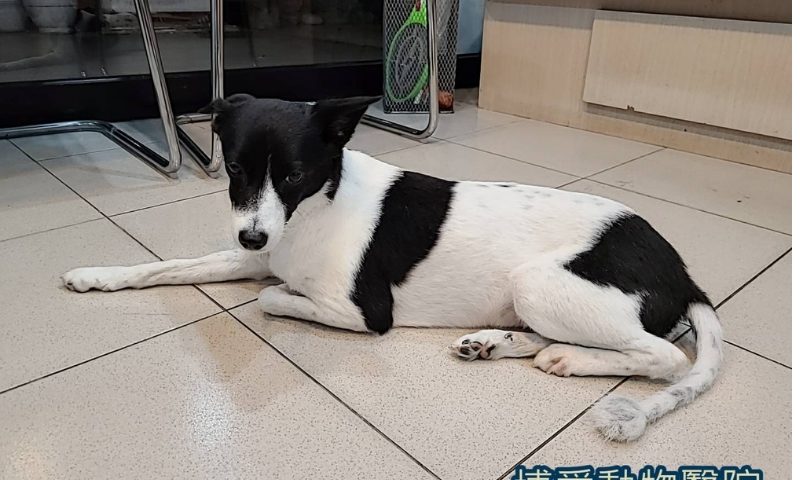 犬焦蟲感染症