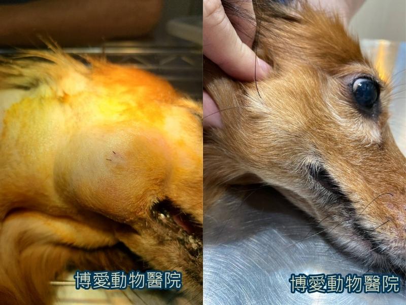狗嘴巴長肉瘤