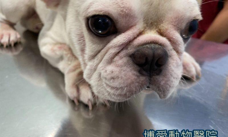 狗狗不吃不喝6大可能原因