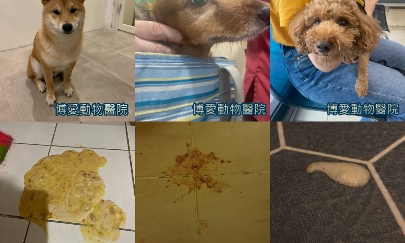 狗狗嘔吐怎麼辦