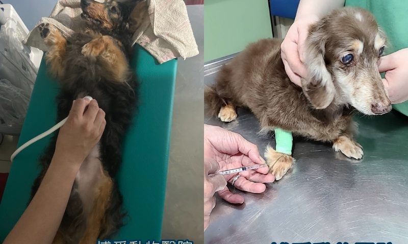 狗狗急性胰臟治療方式