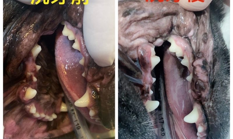 狗狗牙結石