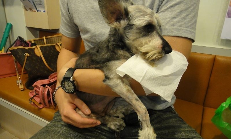 狗狗腎臟病