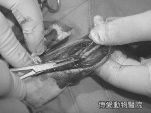 狗骨折