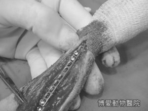 狗骨折
