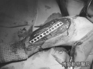 狗骨折