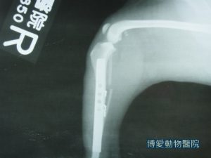 狗骨折