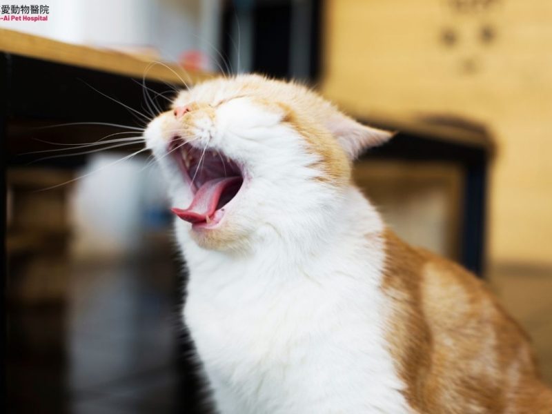 腸道腺癌