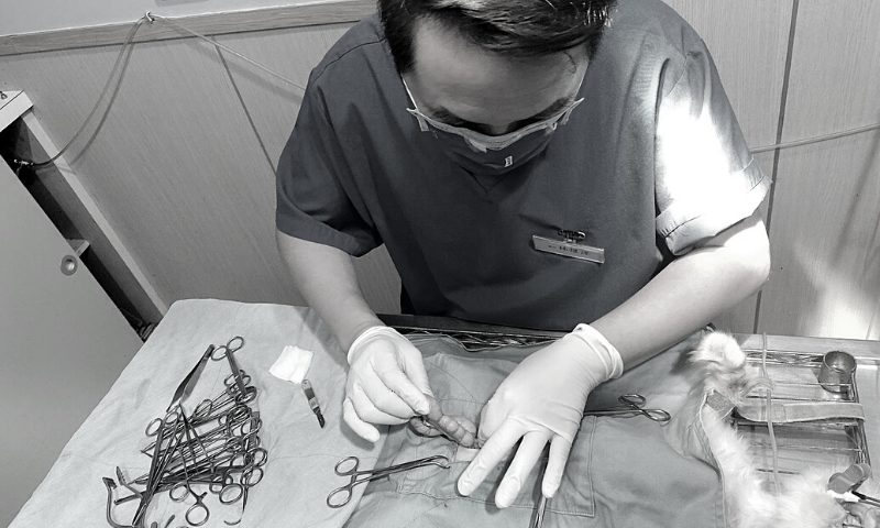 貓咪子宮蓄膿
