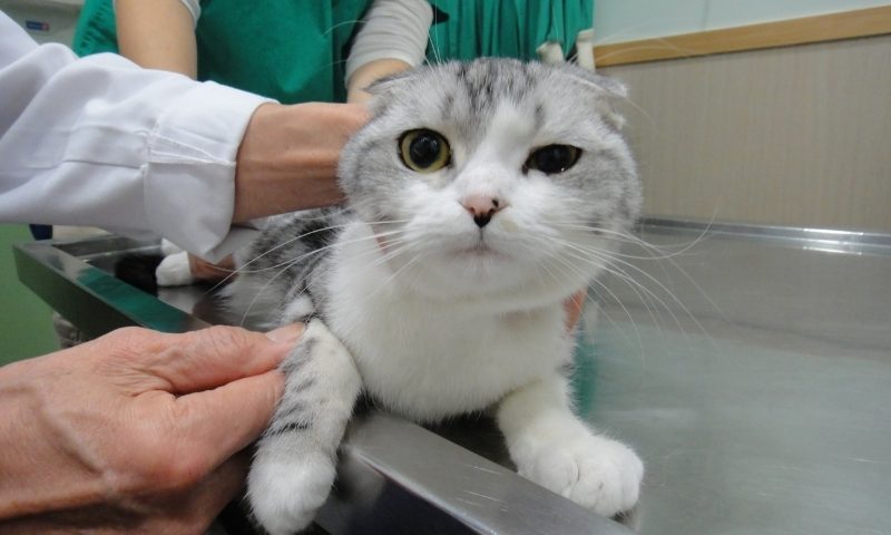 貓咪結紮